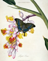 Butterfly: Papilo Crino, pub. by the artist, 1798